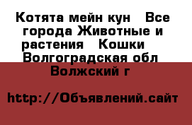 Котята мейн кун - Все города Животные и растения » Кошки   . Волгоградская обл.,Волжский г.